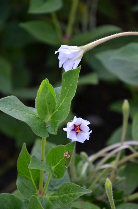 Mirabilis longifolia